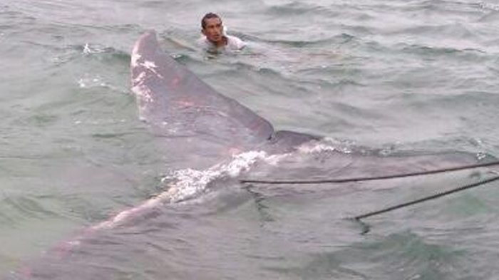 Ikan Paus Berdarah Ditemukan, Ada yang Berani Bayar Puluhan Miliar Untuk Bagian Ini