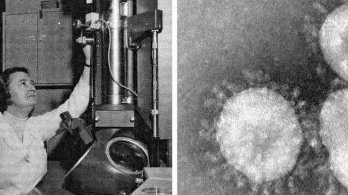 Virus Corona Ternyata Sudah Ditemukan Sejak 1965, Penemunya Anak Sopir Bus yang Putus Sekolah ini