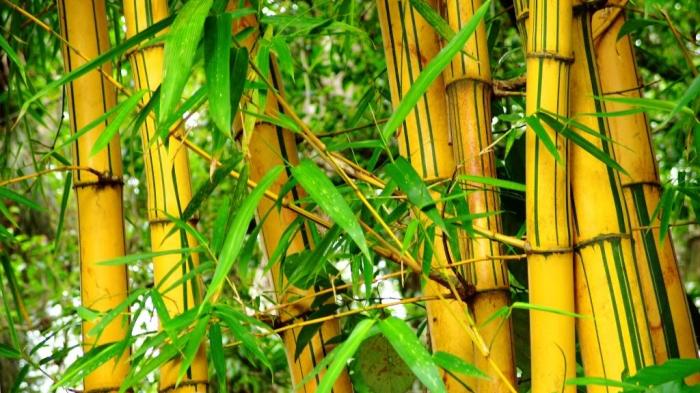 Manfaat Pohon Bambu yang tak Disadari