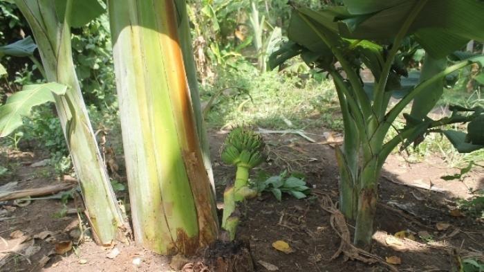 Jangan Langsung Buang Batang Pisang, Manfaatnya Luar Biasa bagi Tubuh, Begini Cara Mengonsumsinya