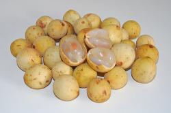 Pernah Makan Duku, Luar Biasa Manfaatnya Bagi Tubuh