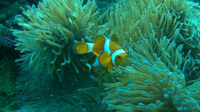 7 Pantai di Belitung yang Asyik untuk Wisata Libur Lebaran, Airnya Jernih Cocok untuk Snorkeling