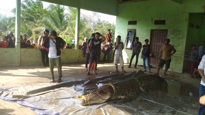 Jadi Tontonan Warga, Buaya Ganas Ini Sengaja Dibikin Pingsan