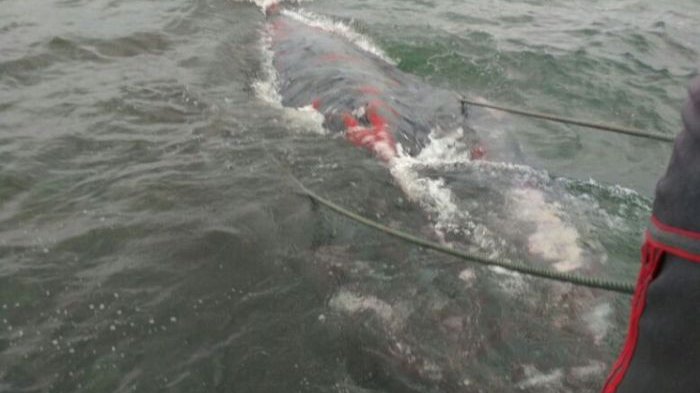 Jenis Paus yang Terdampar di Perairan Suak Gual Belum Diketahui, Bobotnya Diperkirakan Capai 10 Ton