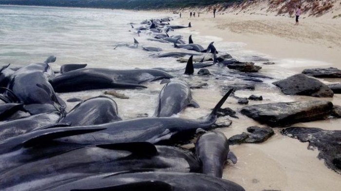 150 Paus Terdampar di Pantai Australia, Begini Penjelasan Para Ahli