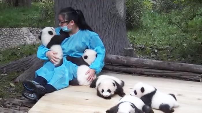 Menggiurkan! Jadi Baby Sitter Digaji Rp 36 Juta/Bulan