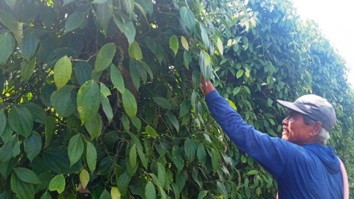 Harga Lada di Belitung Bertengger di Harga Rp 74.000 Perkilogram