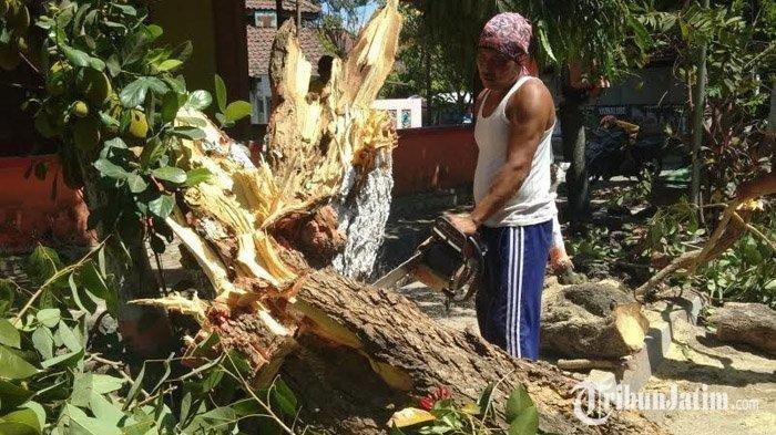 Pohon 7 Meter Roboh Ditiup Angin Kencang, Tak Ada Korban Jiwa dalam Insiden Ini