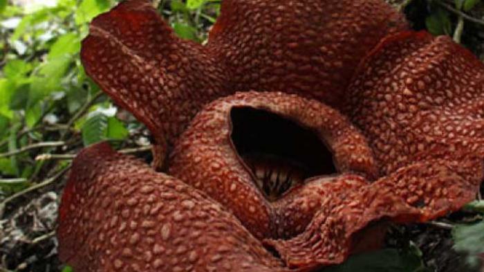 Dua Kuntum Rafflesia Arnoldii Mekar di Bengkulu