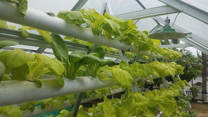 Ditengah Pandemi Covid-19, Disarankan Makan Makanan Untuk Menjaga Kesehatan Paru-Paru