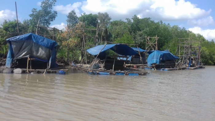 Woow Ada Puluhan Ponton TI Rajuk di Sungai Pilang, Untuk Aktivitas Tambang Timah Ilegal