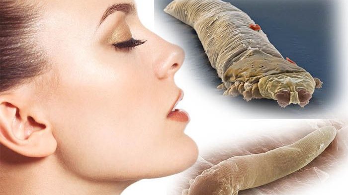 Tak Kasat Mata, Makhluk Berkaki 8 Ini Suka Berkembang Biak di Wajah Manusia