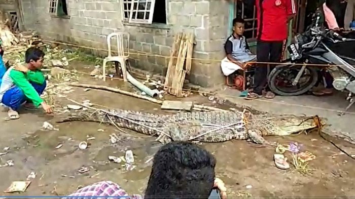 Konflik Buaya dengan Manusia di Bangka Belitung Karena Ini