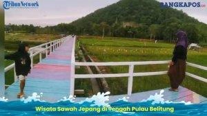 20230204-sawah-jepang.jpg