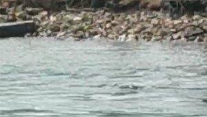 20231118-Penampakan-buaya-di-Pantai-Olivier-Desa-Lalang-Manggar-Belitung-Timur.jpg