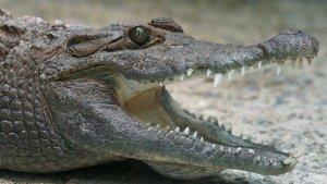 20231202-buaya-ilustrasi-okers.jpg