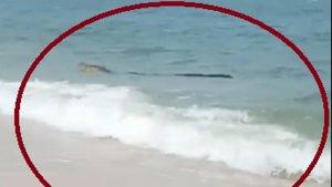 20231221-Tangkap-layar-video-penampakan-buaya-di-Pantai-Muara-Kecamatan-Manggar.jpg