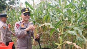 20250204-Polda-Bangka-Belitung-Panen-Jagung.jpg