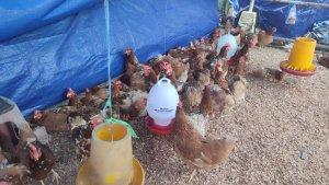 20250326-Penjualan-ayam-afkir-di-Pasar-Tanjungpandan-Belitung.jpg