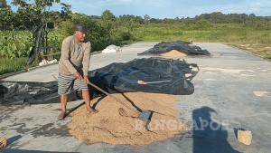 20250921-Petani-di-Desa-Rias-Kabupaten-Bangka-Selatan-menjemur-padi-hasil-panen.jpg