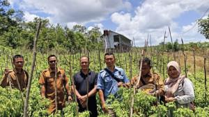 20250922-Kepala-Desa-Bantan-Suhandi-bersama-aparatur-desa-panen-cabai.jpg