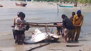 20250927-Nelayan-Bangka-Barat-mengangkat-pari-berukuran-jumbo.jpg