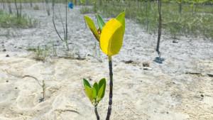 20250929-Ilustrasi-penanaman-mangrove.jpg