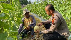 20251011-Kapolres-Bangka-Barat-mengunjungi-dan-memetik-melon-di-kebun-milik-Syamsuni.jpg