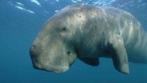 Dugong-mamalia-laut-dugong-lembu.jpg