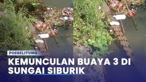 Kemunculan-Buaya-3-di-Sungai-Siburik-Belitung.jpg