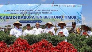 Panen-cabai-bersama-di-Danau-Nujau-Gantung-Belitung-Timur-Rabu-153.jpg
