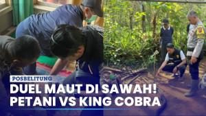 Petani-Sukabumi-Tewas-Usai-Duel-Maut-Lawan-Ular-King-Cobra.jpg