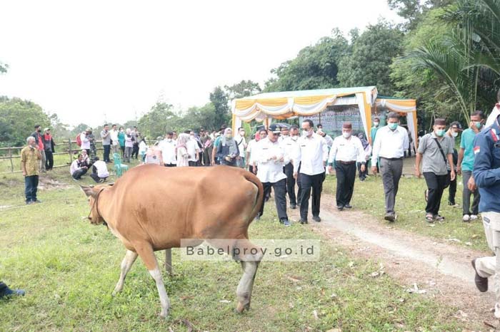 20220120-serahkan-bantuan-sapi.jpg
