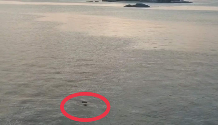 Kades Keciput Bantah Penampakan Buaya di Pantai Tanjung Kelayang, Sebut Itu Penyu