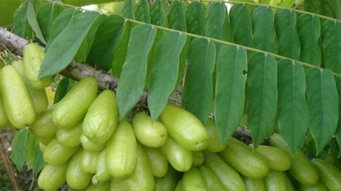 Manfaat Daun Belimbing Wuluh, Dapat Mencegah Kanker hingga Mengontrol Kadar Gula Darah