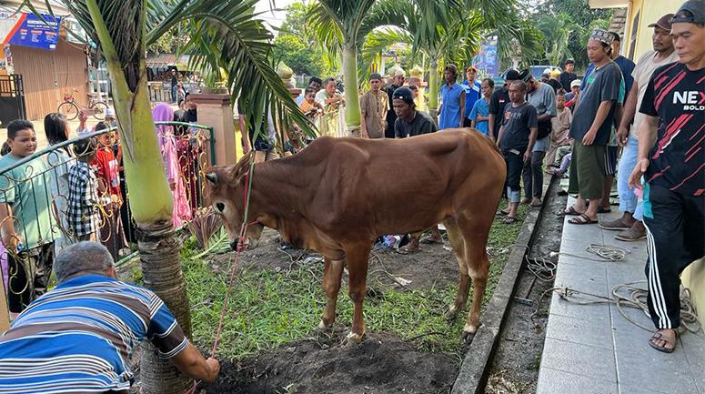Prabowo Subianto dan Melati Erzaldi Salurkan Sapi Kurban di Belitung