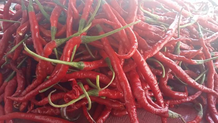 20240805-Cabai-merah-keriting.jpg
