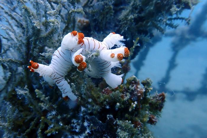 20250514-PT-Timah-Tbk-telah-menenggelamkan-ribuan-artificial-reef-di-Babel.jpg