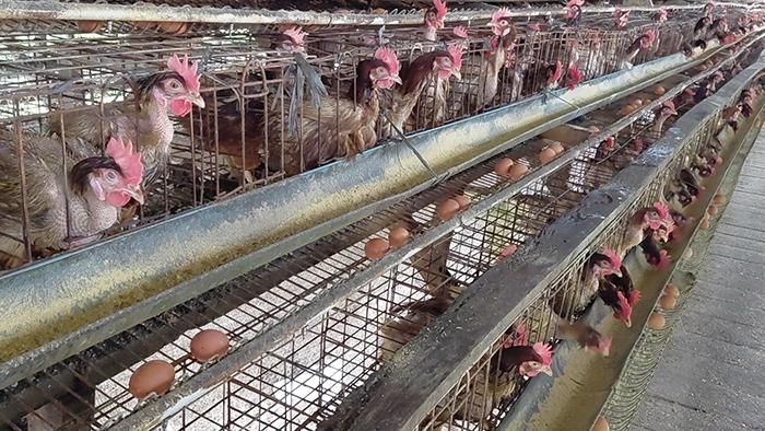 20251119-Ayam-petelur-milik-BUMDes-Sedulang-Jaya-di-Desa-Lalang-Jaya-Manggar-Beltim.jpg