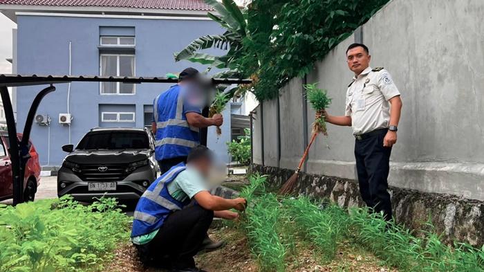 Bapas Tanjungpandan Ubah Lahan Tidur Jadi Kebun Produktif, Klien Pemasyarakatan Belajar Bertani - Posbelitung.co