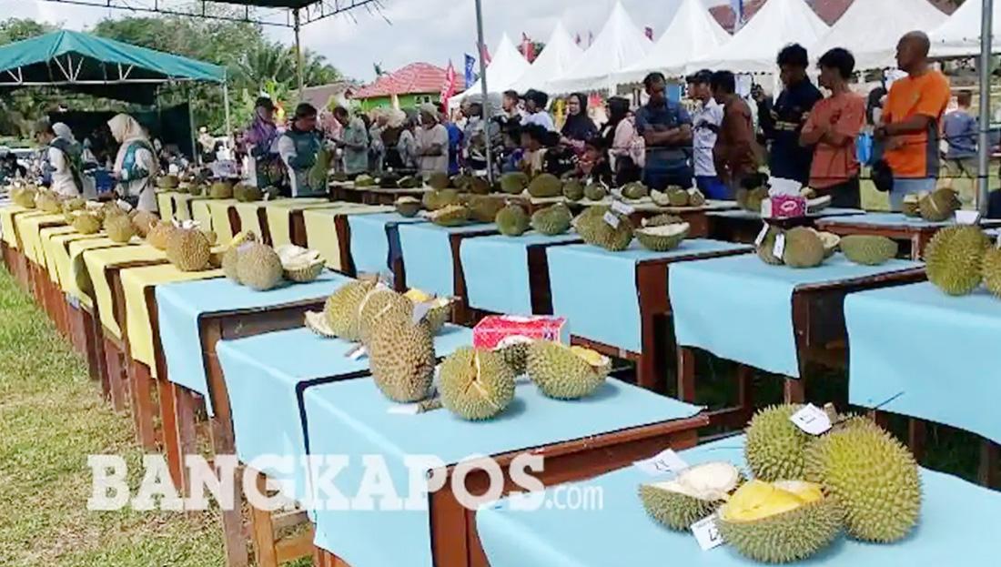 Aneka Durian Lokal Unggulan dari Penjuru Babel Dinilai dalam Kontes 2026 kecuali 2 Varian Ini - Posbelitung.co