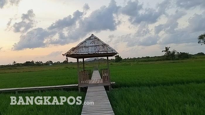 Sawah Nujau Hijau Belitung Timur Kian Memikat, Tiket Masuk Cuma Rp5 Ribu - Posbelitung.co