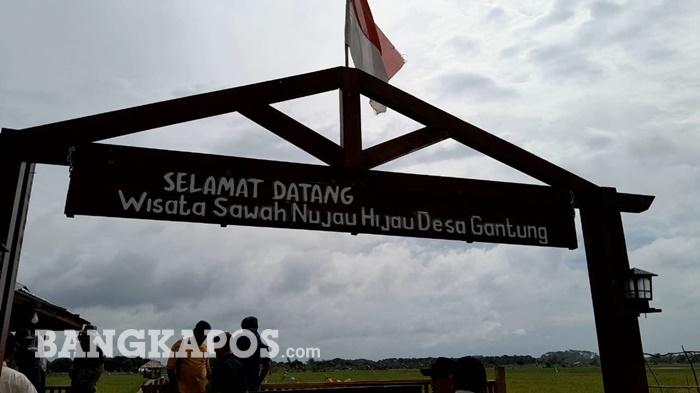 Kisah Sawah Nujau Hijau Gantung, Dari Semak Belukar Jadi Ikon Wisata Baru - Posbelitung.co