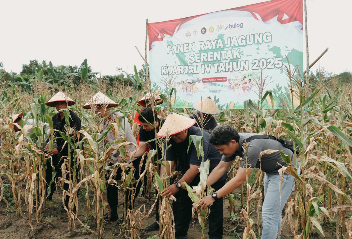 Polres Belitung Panen Jagung 1,3 Ton di Lahan Seluas Setengah Hektar di Desa Buluh Tumbang