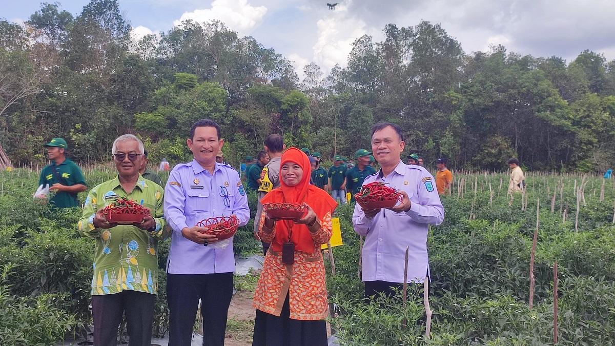 Berkat Teknologi Proliga, Produksi Cabai di Belitung Bisa Meningkat hingga Tiga Kali Lipat