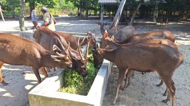 Rusa-sambar-di-penangkaran-TB-Batu-Besi-Damar-Belitung-Timur.jpg