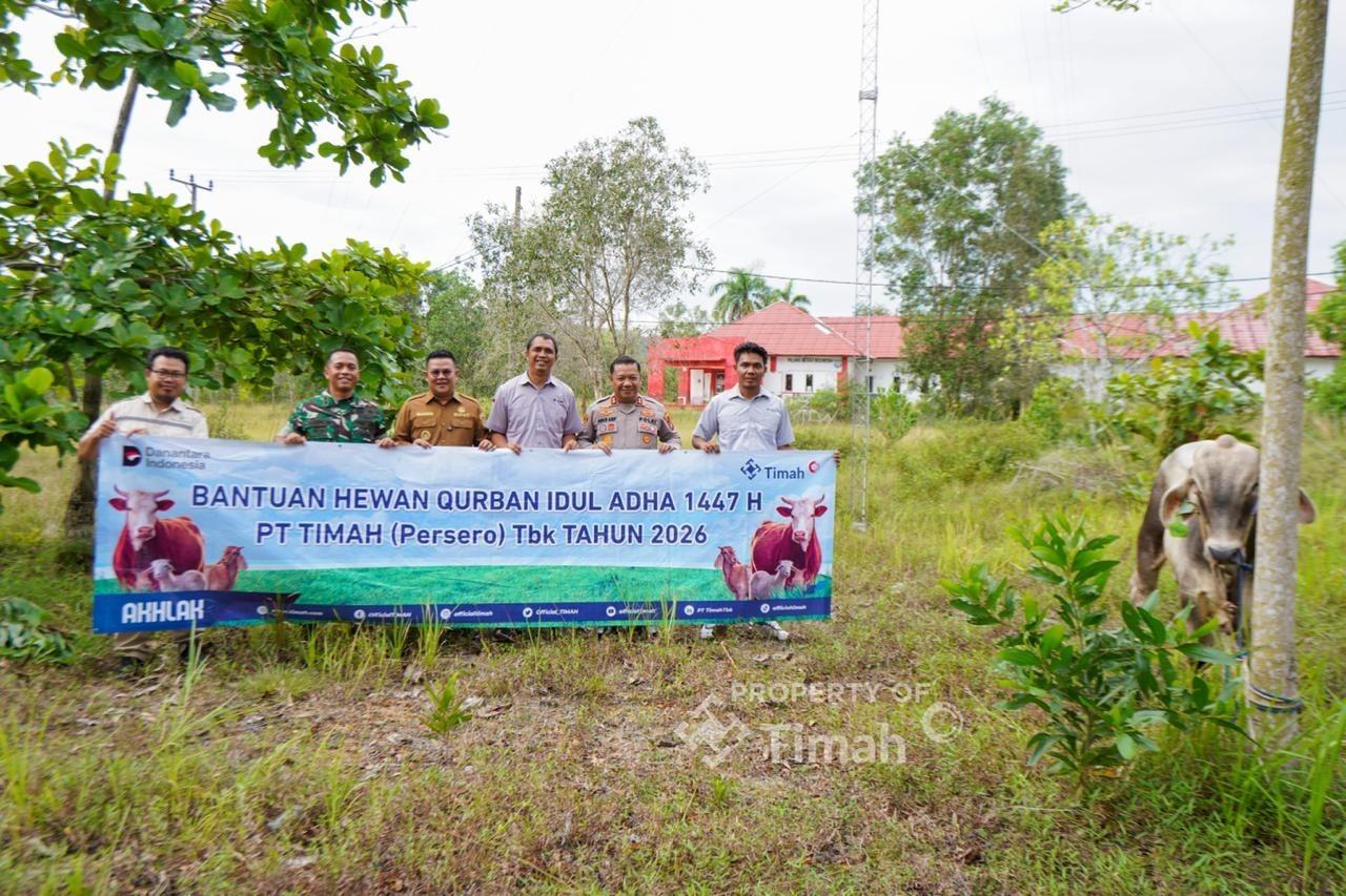 Sapi-kurban-pt-timah-di-Bangka-Selatan.jpg