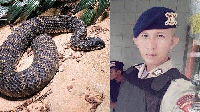 bripka-desri-sahrondi-meninggal-setelah-digigit-ular-death-adder-di-papua.jpg