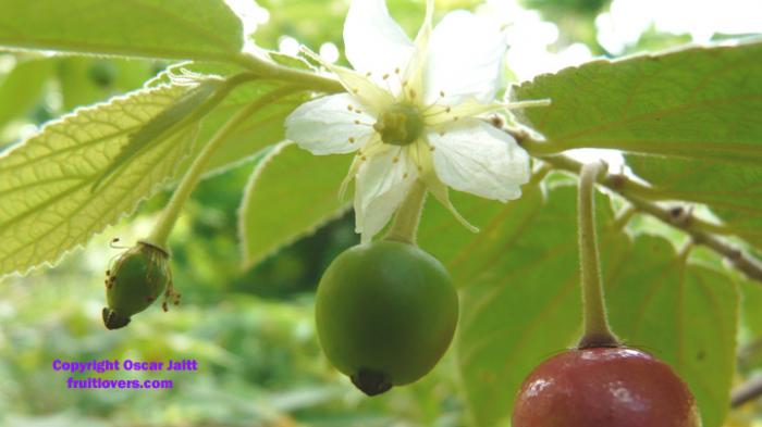 buah-kersen-diabetes_20180822_181221.jpg