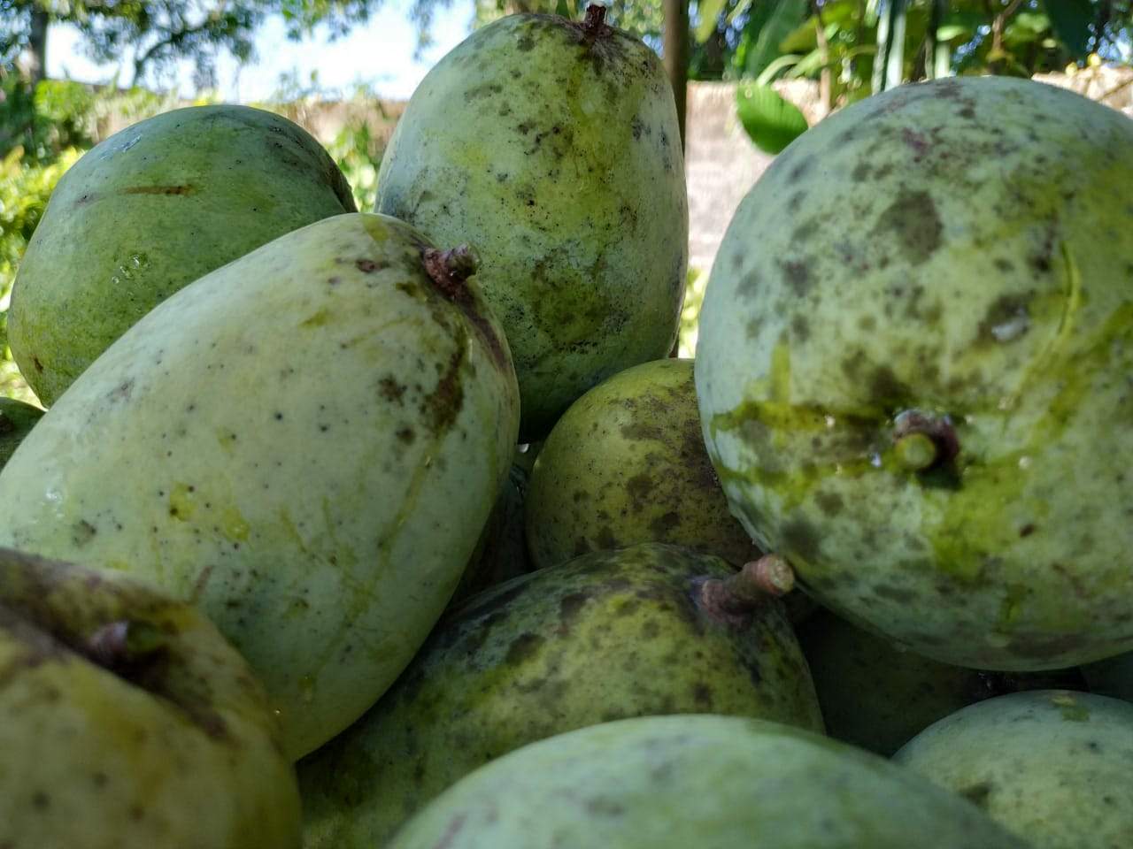buah-mangga.jpg